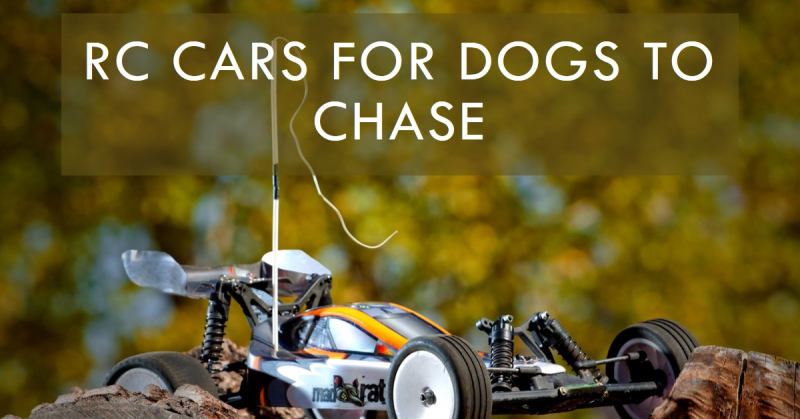 Best RC Cars for Dogs to Chase